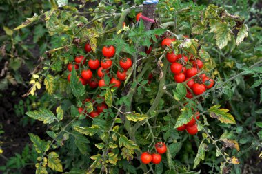 Serada yetişen olgun domates bitkisi. Organik sebze bahçesindeki bir dalda taze kırmızı domatesler. Reklam mesajınız için bulanık arkaplan ve kopyalama alanı