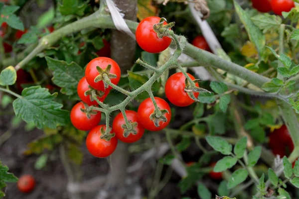 Serada yetişen olgun domates bitkisi. Organik sebze bahçesindeki bir dalda taze kırmızı domatesler. Reklam mesajınız için bulanık arkaplan ve kopyalama alanı