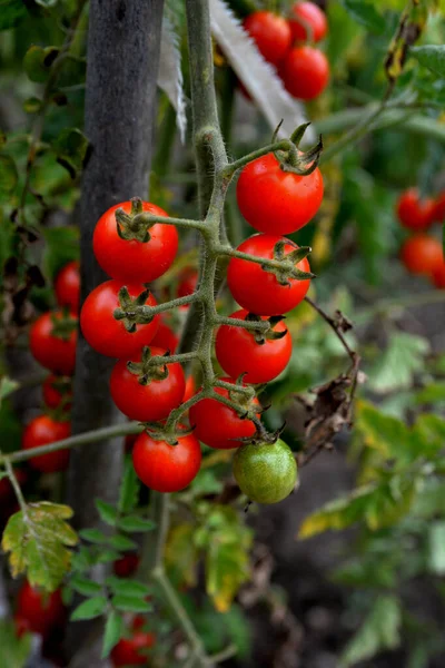 Serada yetişen olgun domates bitkisi. Organik sebze bahçesindeki bir dalda taze kırmızı domatesler. Reklam mesajınız için bulanık arkaplan ve kopyalama alanı