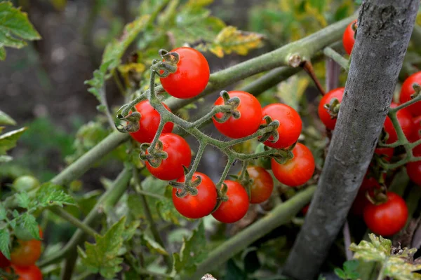 Serada yetişen olgun domates bitkisi. Organik sebze bahçesindeki bir dalda taze kırmızı domatesler. Reklam mesajınız için bulanık arkaplan ve kopyalama alanı