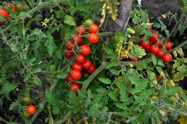 Serada yetişen olgun domates bitkisi. Organik sebze bahçesindeki bir dalda taze kırmızı domatesler. Reklam mesajınız için bulanık arkaplan ve kopyalama alanı