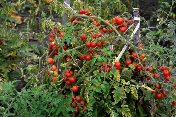 Serada yetişen olgun domates bitkisi. Organik sebze bahçesindeki bir dalda taze kırmızı domatesler. Reklam mesajınız için bulanık arkaplan ve kopyalama alanı