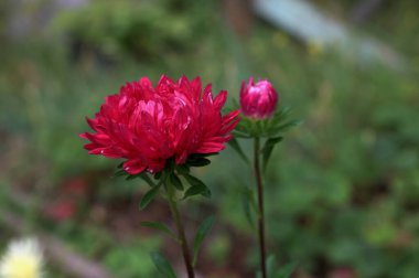 Yumuşak yaz ışığında ortaya çıkan narin taç yaprakları bir paskalya çiçeğinin, paskalya çiçeğinin, doğanın karmaşık detaylarını gözler önüne seriyor.