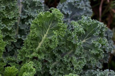 Taze kıvırcık lahana salatası, yemek arkaplanı, makro fotoğraf. Tarlada yetişen taze organik lahana yakın plan..
