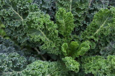 Taze kıvırcık lahana salatası, yemek arkaplanı, makro fotoğraf. Tarlada yetişen taze organik lahana yakın plan..