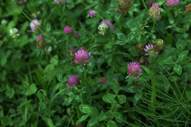 Trifolium pratense kırmızı yonca yabani çiçek, mor çayır çiçekleri çiçek açmış çayırda pembe yonca çiçekleri. Trifolium pratense bitkileri yazın çiçek açar.
