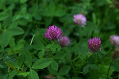 Trifolium pratense kırmızı yonca yabani çiçek, mor çayır çiçekleri çiçek açmış çayırda pembe yonca çiçekleri. Trifolium pratense bitkileri yazın çiçek açar.