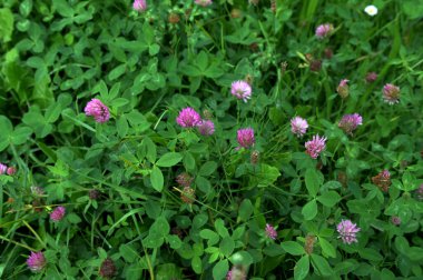 Trifolium pratense kırmızı yonca yabani çiçek, mor çayır çiçekleri çiçek açmış çayırda pembe yonca çiçekleri. Trifolium pratense bitkileri yazın çiçek açar.