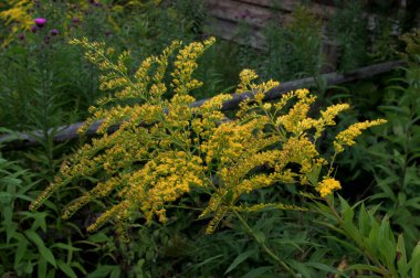 Güzel çiçekli şifalı bitki altın sarısı (Solidago virgaurea) bulanık arka planda yakın plan