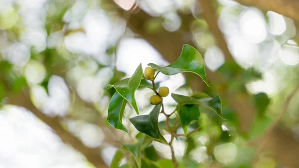 bir bahar gününde küçük meyveler ile ağaç yaprakları