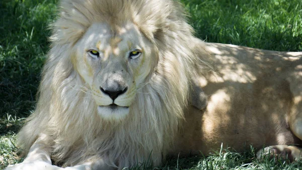 Albino aslan Yeşil Mera üzerinde yatıyor, rahat istirahat