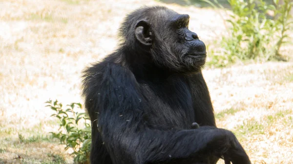 siyah maymun gibi düşünüyorum kamera bakıyor oturuyor