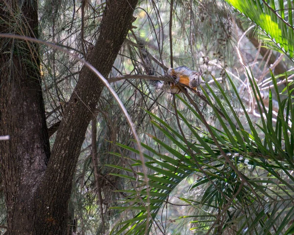 turuncu meme ile sincap bir ağacın dalları üzerinde tırmandı