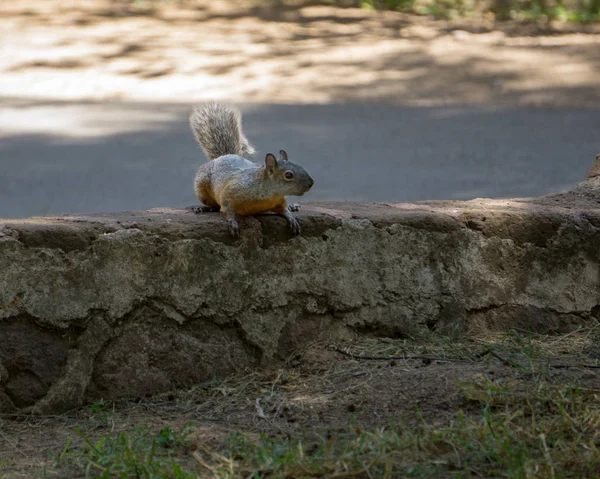 Ormanda bir taş duvarda turuncu meme ile sincap