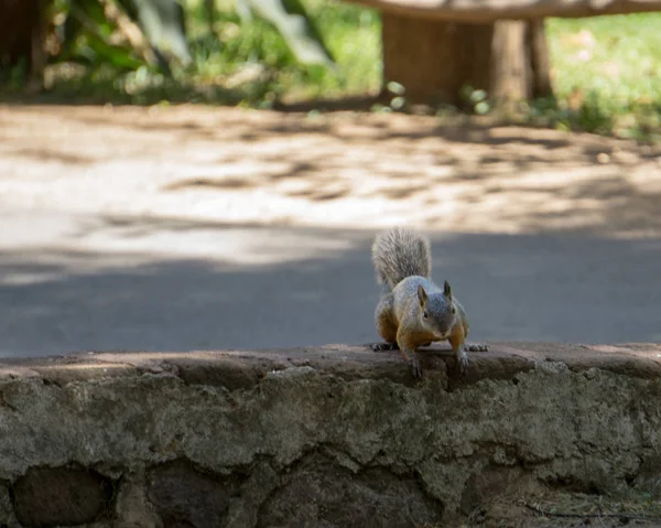 Ormanda bir taş duvarda turuncu meme ile sincap
