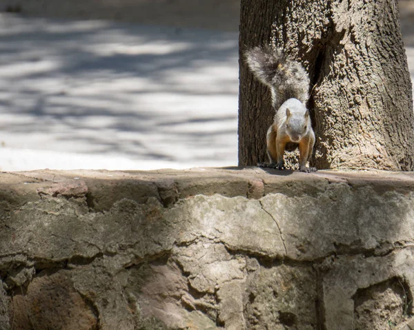 Ormanda bir taş duvarda turuncu meme ile sincap