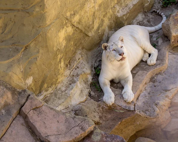 beyaz kaplan kamera bakarak bazı kayalar üzerinde istirahat