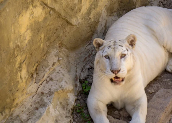 beyaz kaplan kamera bakarak bazı kayalar üzerinde istirahat