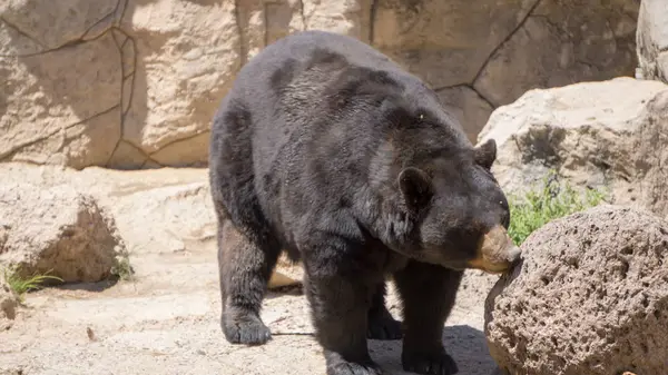 rahatsız edilmeden Habitat boyunca yürüyen büyük siyah ayı