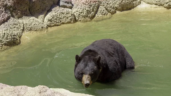 rahatsız edilmeden Habitat boyunca yürüyen büyük siyah ayı