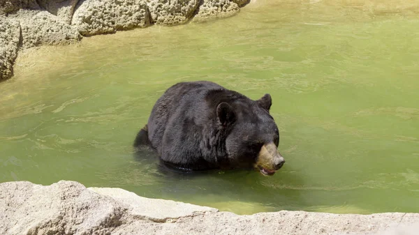 rahatsız edilmeden Habitat boyunca yürüyen büyük siyah ayı
