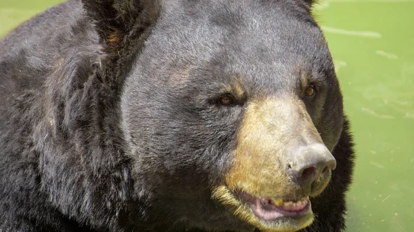 rahatsız edilmeden Habitat boyunca yürüyen büyük siyah ayı