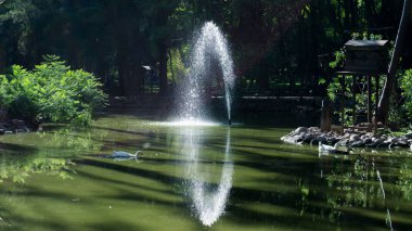 merkezinde küçük bir ada ile bir ormanın ortasında güzel göl