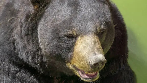 rahatsız edilmeden Habitat boyunca yürüyen büyük siyah ayı