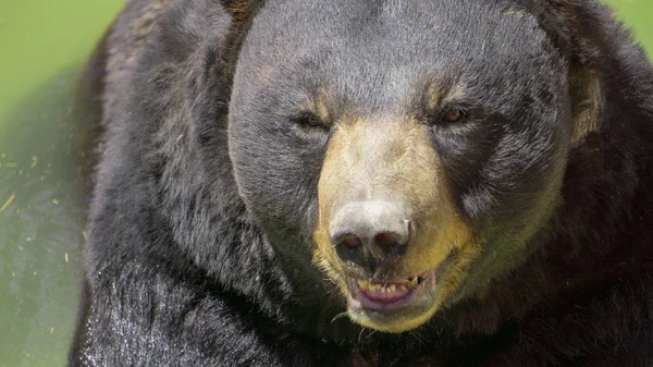 rahatsız edilmeden Habitat boyunca yürüyen büyük siyah ayı