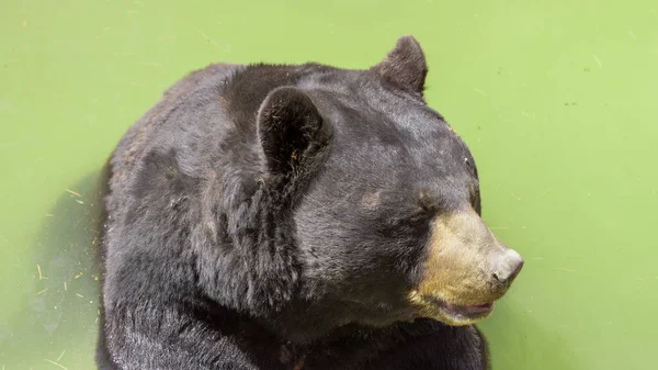 rahatsız edilmeden Habitat boyunca yürüyen büyük siyah ayı