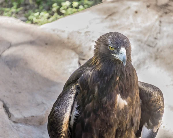 su içmek için küçük bir birikintisi üzerinde altın kartal ayakta