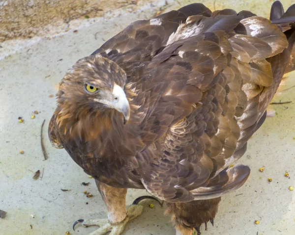 su içmek için küçük bir birikintisi üzerinde altın kartal ayakta