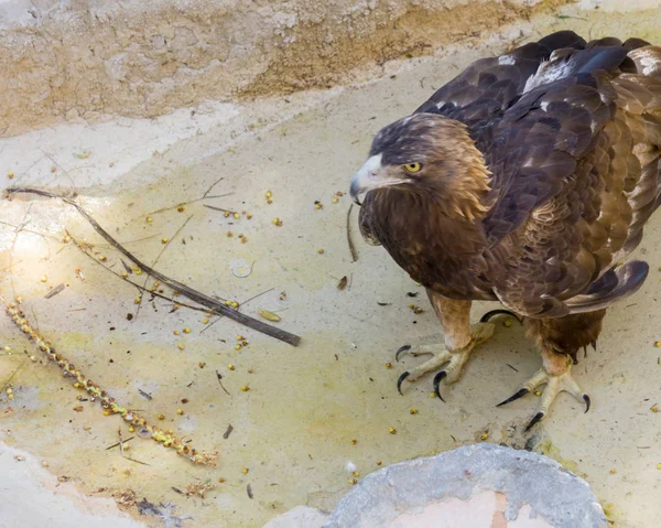 su içmek için küçük bir birikintisi üzerinde altın kartal ayakta