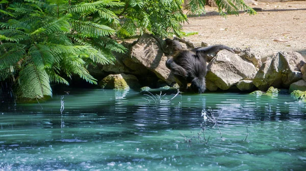 mavi bir gölde doğrudan siyah maymun içme suyu