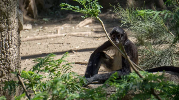 çok rahat siyah maymun çim kamera bakarak oturan