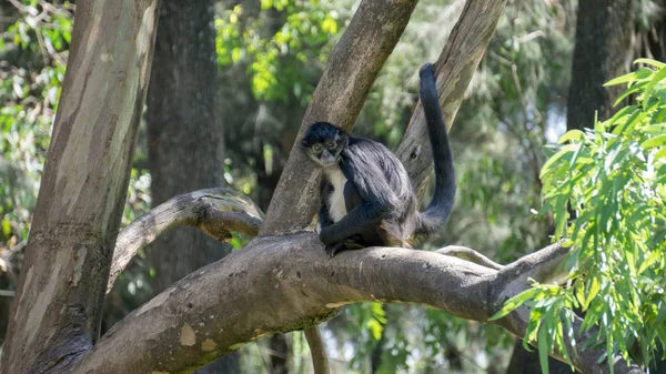 siyah maymun kuyruğunu tutan bir ağacın bir şube üzerinde oturuyor