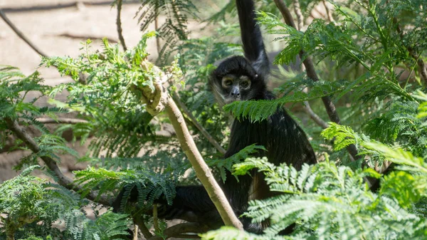 çok rahat siyah maymun çim kamera bakarak oturan