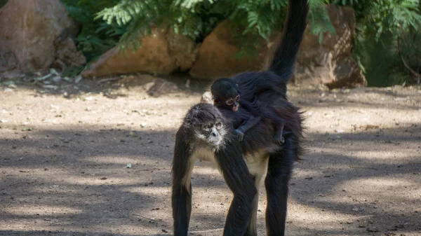 Ona küçük bebeği taşıyan maymun anne