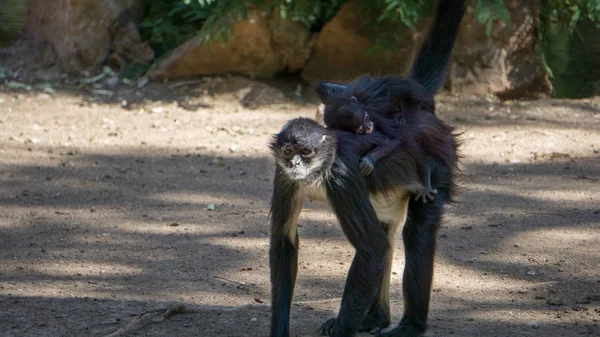 Ona küçük bebeği taşıyan maymun anne