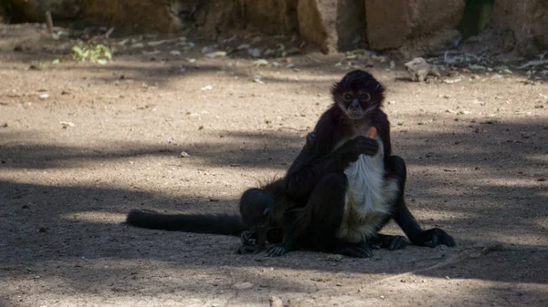 küçük siyah maymunlar bir ağacın gölgesinde havuç yiyor
