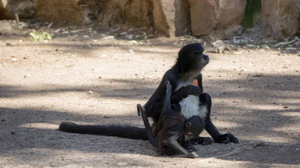 küçük siyah maymunlar bir ağacın gölgesinde havuç yiyor