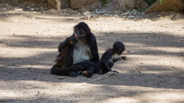 küçük siyah maymunlar bir ağacın gölgesinde havuç yiyor