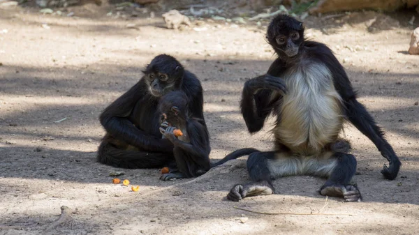 küçük siyah maymunlar bir ağacın gölgesinde havuç yiyor