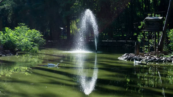 merkezinde küçük bir ada ile bir ormanın ortasında güzel göl