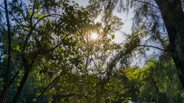 Güneş ışığı ağaçların dalları arasında sinsi, güzel bir kontrast vererek