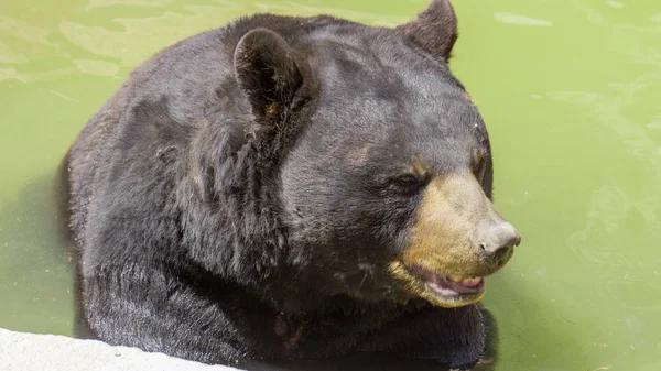 Huge Black Bear Walking Its Habitat Being Disturbed — Stock Photo, Image