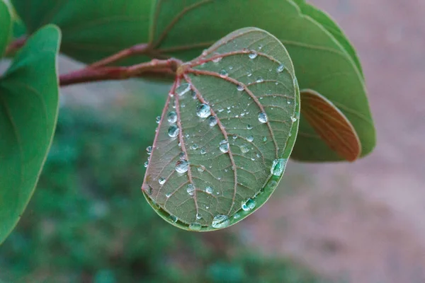 yeşil tarafından yağmur damla ile bile onlara ıslak yaprakları ve