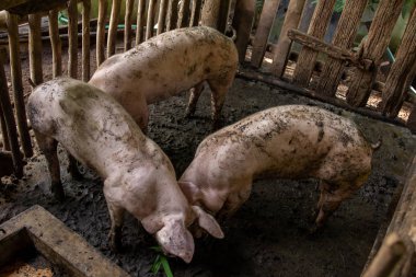 Üç domuz pis bir ahır.