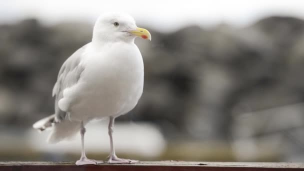 Seagull Standing Railing Seaside Looking — Stock Video