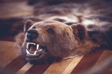 Yerdeki eski şato odasında peluş ayı. Avcı kupası.